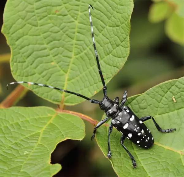 昆虫纲分类学_中国昆虫生态大图鉴_昆虫身体构造特征