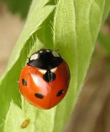 中国昆虫生态大图鉴_昆虫纲分类学_昆虫身体构造特征