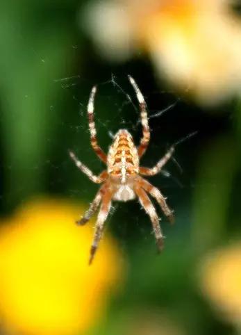 昆虫纲分类学_昆虫身体构造特征_中国昆虫生态大图鉴