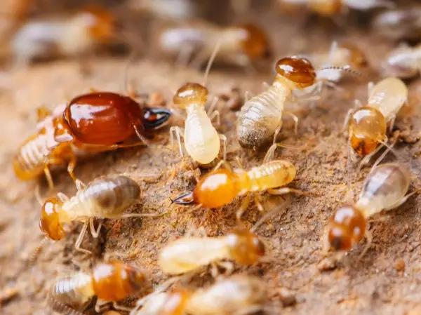 昆虫纲分类学_中国昆虫生态大图鉴_昆虫身体构造特征