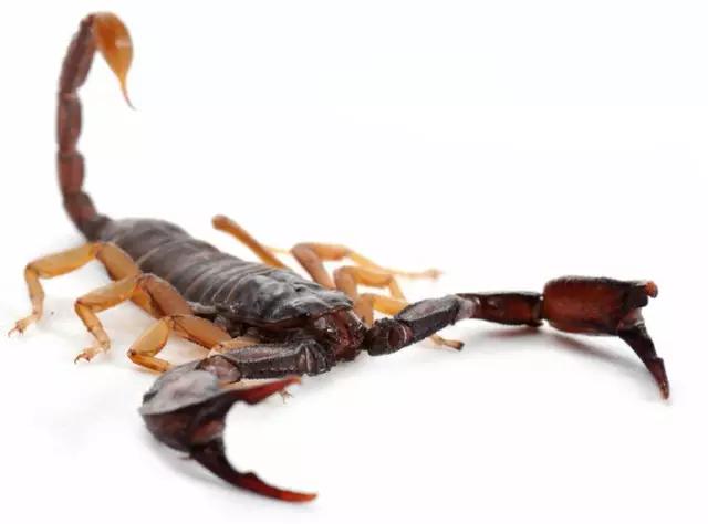 中国昆虫生态大图鉴_昆虫身体构造特征_昆虫纲分类学