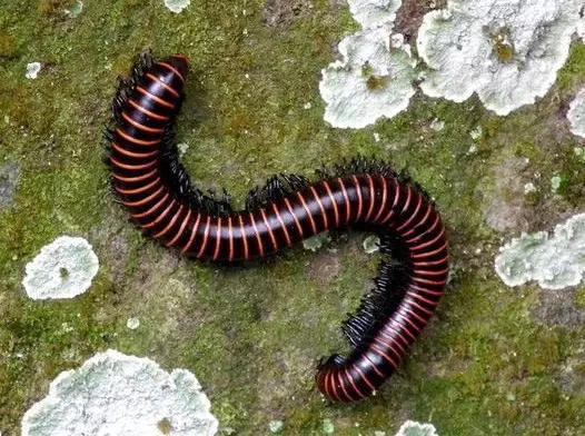 中国昆虫生态大图鉴_昆虫身体构造特征_昆虫纲分类学