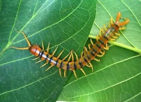 昆虫身体构造特征_中国昆虫生态大图鉴_昆虫纲分类学