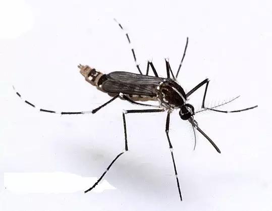 中国昆虫生态大图鉴_昆虫纲分类学_昆虫身体构造特征