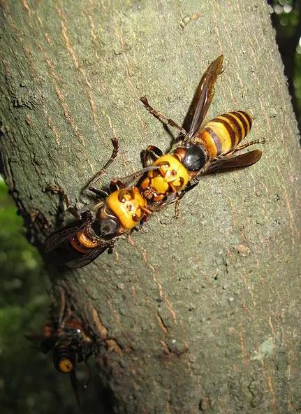 昆虫身体构造特征_昆虫纲分类学_中国昆虫生态大图鉴