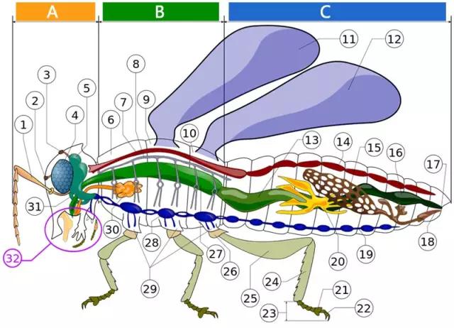 中国昆虫生态大图鉴_昆虫纲分类学_昆虫身体构造特征