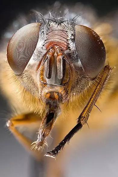 昆虫纲分类学_中国昆虫生态大图鉴_昆虫身体构造特征