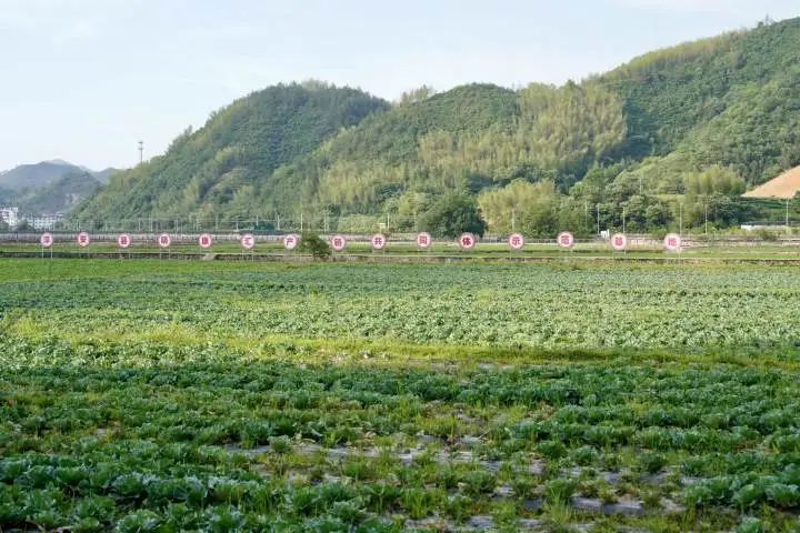 淳安乡村振兴产业模式_淳安冬闲田订单农业案例_海亮生态农业集团