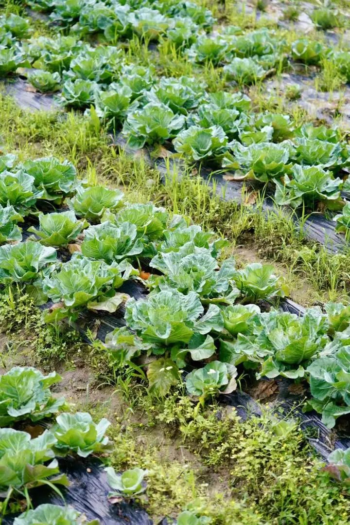 淳安乡村振兴产业模式_海亮生态农业集团_淳安冬闲田订单农业案例