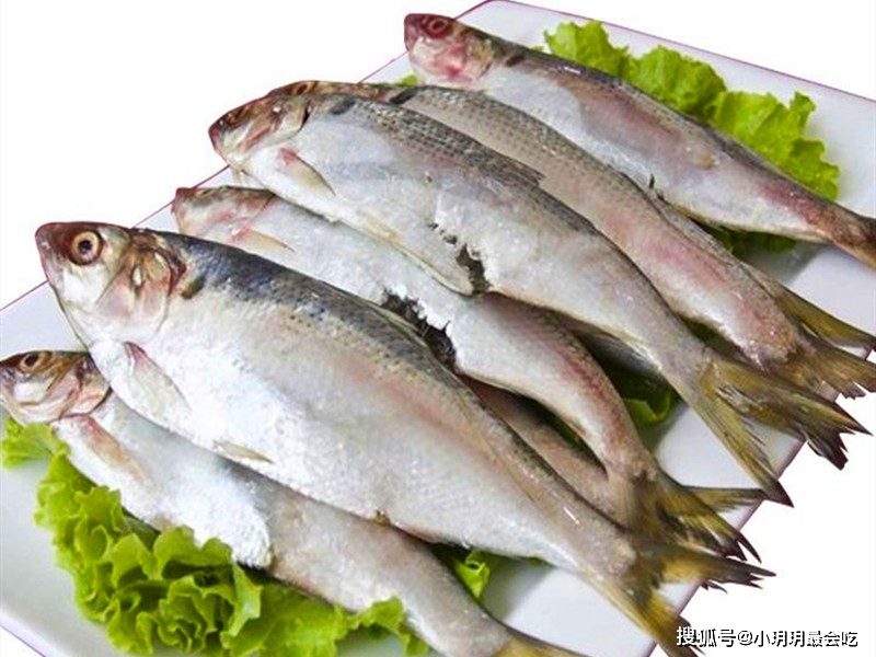 海鲫鱼营养价值淡水鱼的种类图片_海鲫鱼和淡水鲫鱼区别_海鲫鱼特点