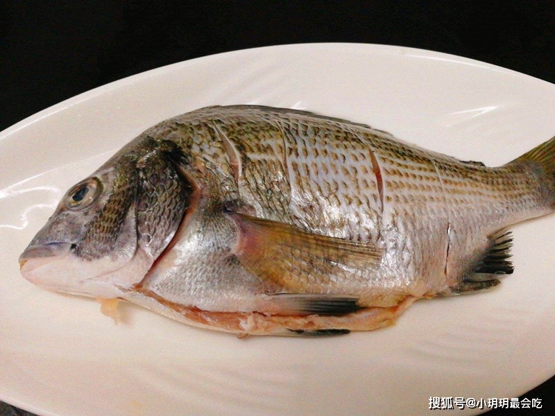 海鲫鱼营养价值淡水鱼的种类图片_海鲫鱼和淡水鲫鱼区别_海鲫鱼特点