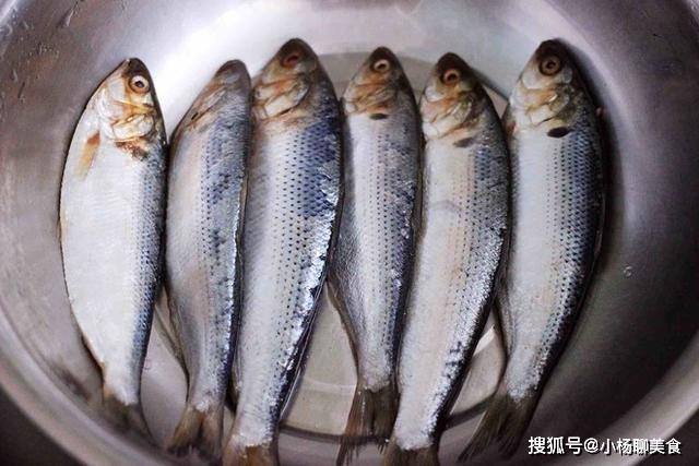 海鲫鱼营养价值淡水鱼的种类图片_香煎海鲫鱼营养价值_香煎海鲫鱼做法