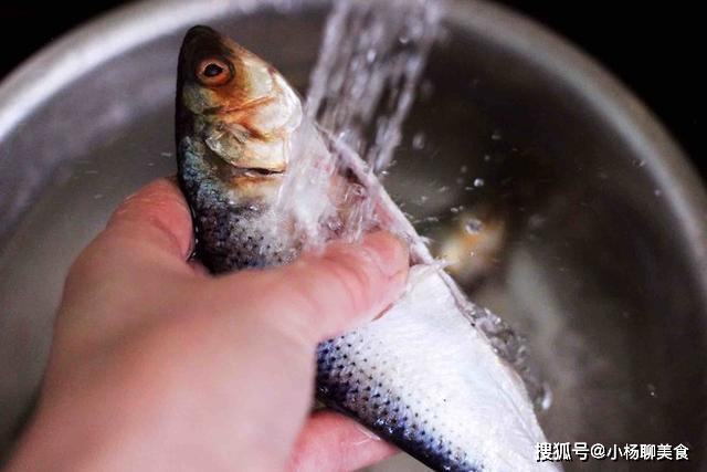 香煎海鲫鱼营养价值_海鲫鱼营养价值淡水鱼的种类图片_香煎海鲫鱼做法