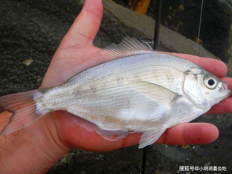 海鲫鱼营养价值淡水鱼的种类图片_海鲫鱼 清蒸做法 鲜美营养