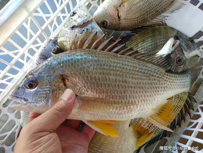 海鲫鱼 清蒸做法 鲜美营养_海鲫鱼营养价值淡水鱼的种类图片