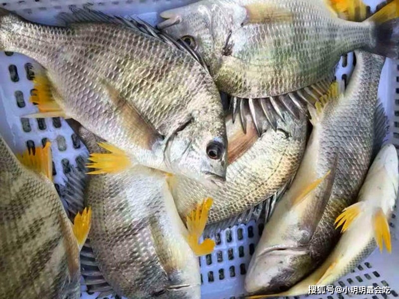 海鲫鱼营养价值淡水鱼的种类图片_海鲫鱼 清蒸做法 鲜美营养