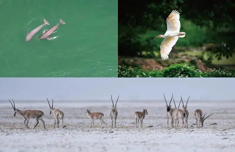 习近平生态文明思想_生态文明建设的内容_建设生态文明