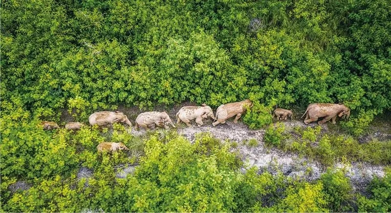 建设生态文明_习近平生态文明思想_生态文明建设的内容