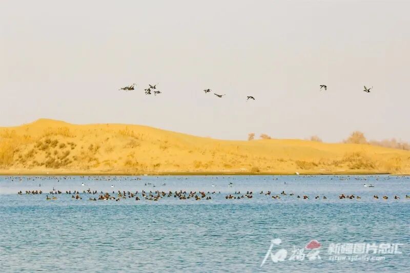 博斯腾湖西东泵站_博斯腾湖流域_孔雀河起源地