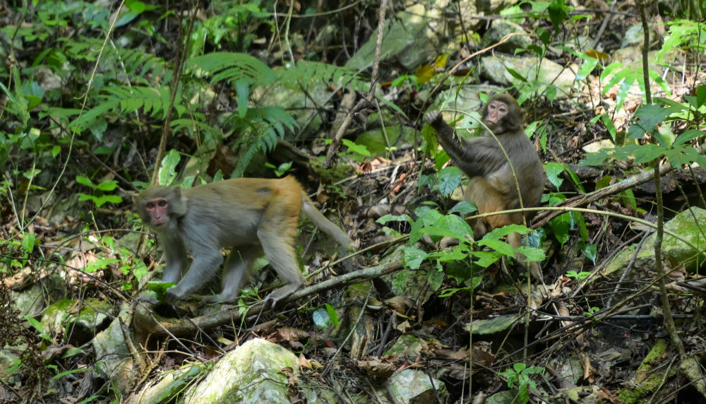 国土绿化行动_林业生态建设的意义_森林生态系统保护