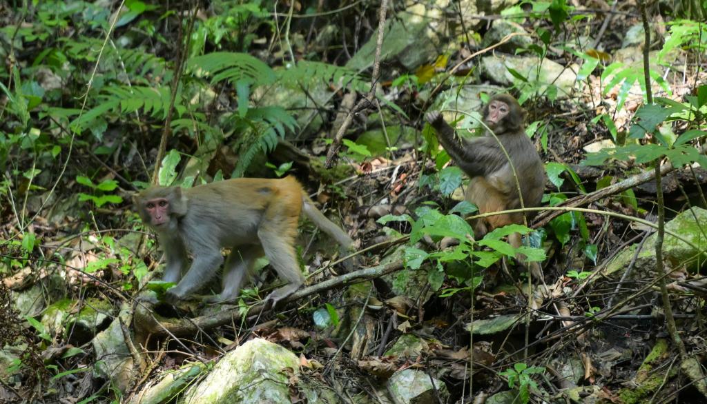 林业生态建设的意义_森林生态系统保护_国土绿化行动