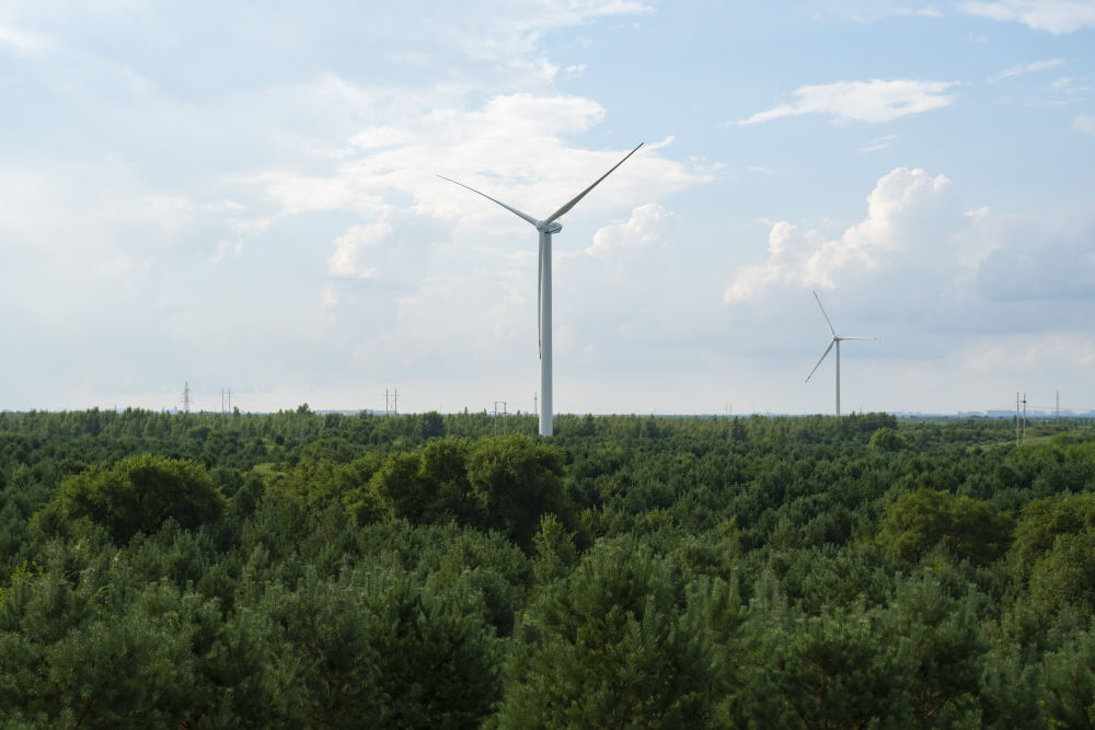 林业生态建设的意义_国土绿化行动_森林生态系统保护