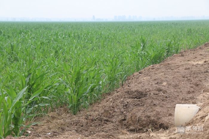 秸秆焚烧危害_利用秸秆的方法_秸秆综合利用
