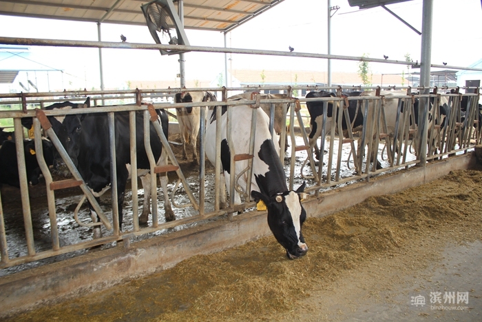 利用秸秆的方法_秸秆焚烧危害_秸秆综合利用