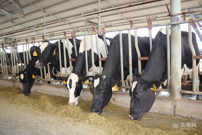 秸秆焚烧危害_秸秆综合利用_利用秸秆的方法