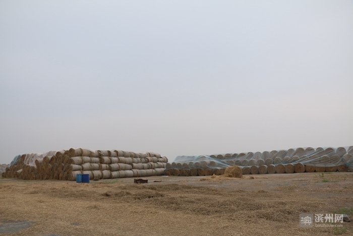 利用秸秆的方法_秸秆焚烧危害_秸秆综合利用