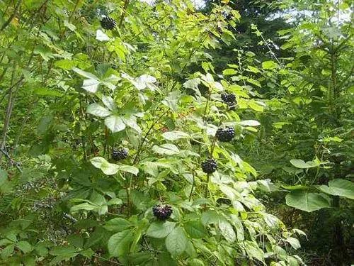 刺五加功效作用_刺五加酒的功效与作用_刺五加药材介绍