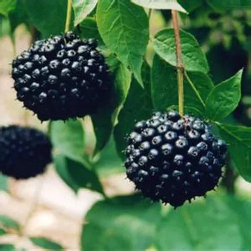 刺五加酒的功效与作用_刺五加功效作用_刺五加药材介绍