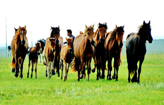 呼伦贝尔大草原最佳旅行时间_自驾呼伦贝尔大草原攻略_在呼伦贝尔观赏银河