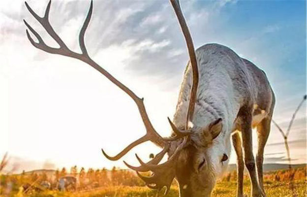 自驾呼伦贝尔大草原攻略_在呼伦贝尔观赏银河_呼伦贝尔大草原最佳旅行时间