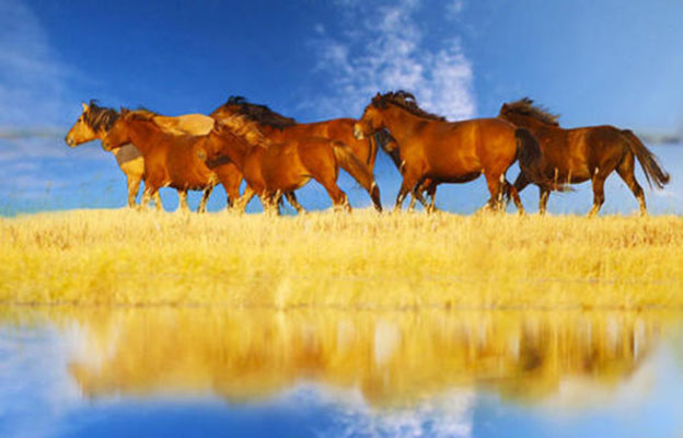 在呼伦贝尔观赏银河_呼伦贝尔大草原最佳旅行时间_自驾呼伦贝尔大草原攻略