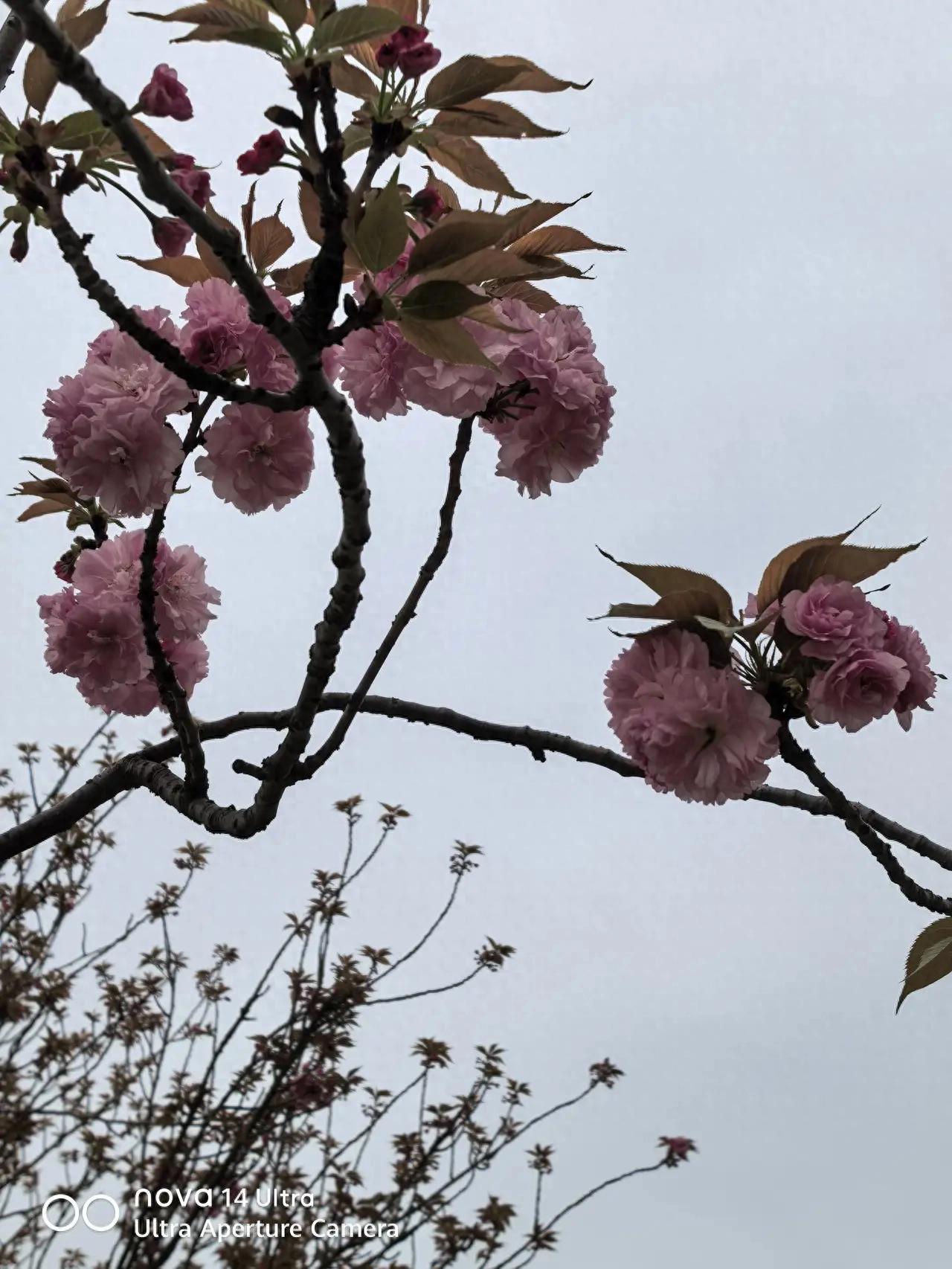 东钱湖陶公岛门票_东钱湖晚樱盛放_宁波市区晚樱观赏地点