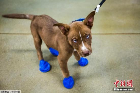 美国加州高温纪录_美国地狱热浪洛杉矶_美国凤凰城温度