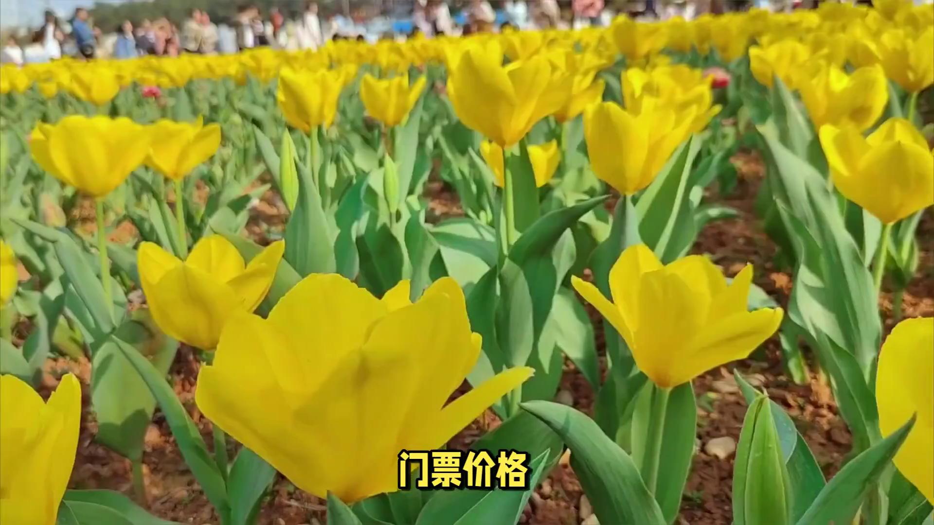 湘潭盘龙大观园一日游攻略_湘潭盘龙大观园门票价格_湘潭到长沙生态动物园