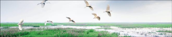 次高端白酒市场分析_生态苏酒价格表和图片_双沟生态苏酒