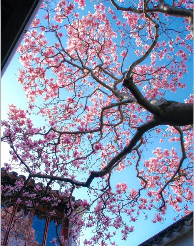 苏州拙政园到周庄_苏州三日游经典路线_苏州跟团游3天最佳路线