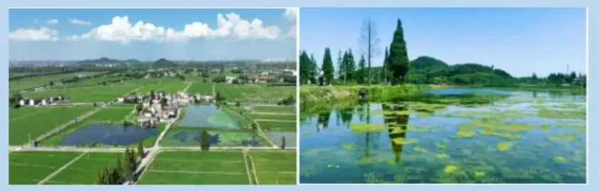 上海湿地指南_溇沼湿地翁家浜湿地_上海湿地公园哪个好玩