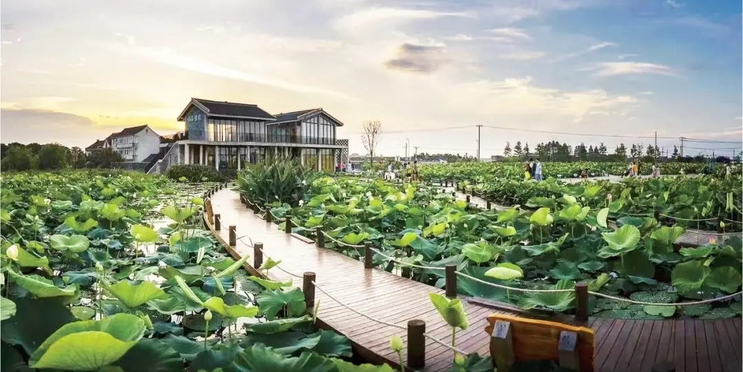 溇沼湿地翁家浜湿地_上海湿地指南_上海湿地公园哪个好玩