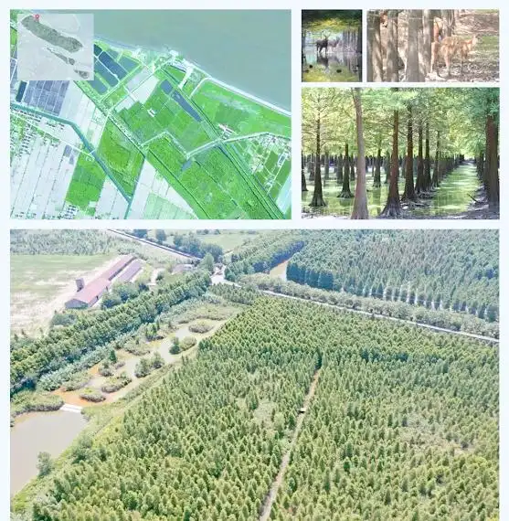 金山枫泾新元村湿地_上海湿地公园哪个好玩_上海湿地秘境