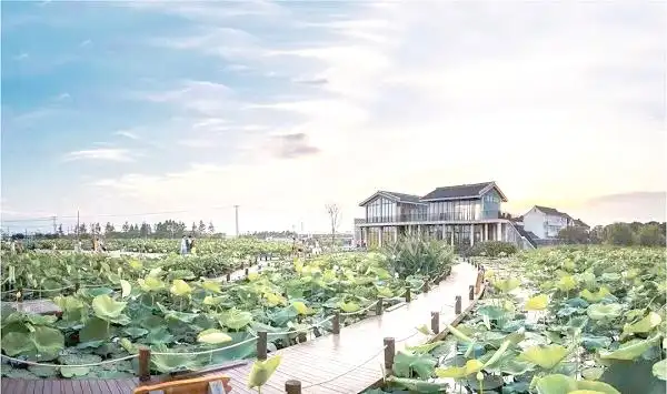 上海湿地公园哪个好玩_上海湿地秘境_金山枫泾新元村湿地