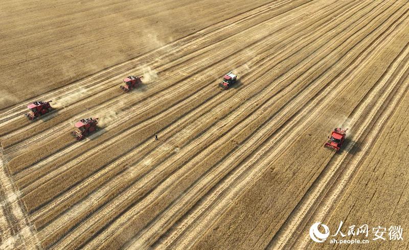 安徽省固镇县教育局_固镇县产业立县工业强县教育兴县文旅富县