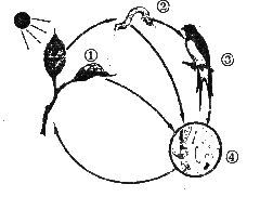 一个生态系统调查表_果园生态系统 生物能量流动 果园生物关系