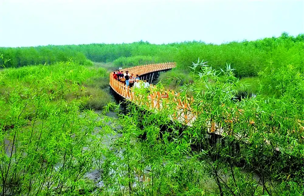 崇明西沙湿地公园自然景观_上海湿地公园哪个好玩_上海崇明西沙湿地公园
