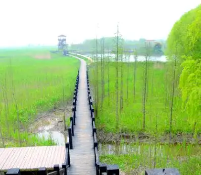 崇明西沙湿地公园自然景观_上海湿地公园哪个好玩_上海崇明西沙湿地公园