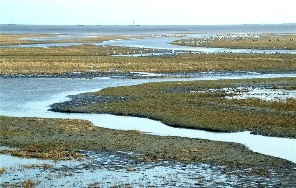 上海湿地公园哪个好玩_崇明西沙湿地公园自然景观_上海崇明西沙湿地公园
