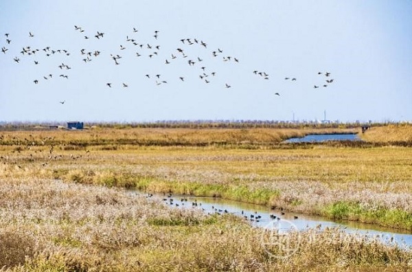 上海湿地秘境_上海湿地公园哪个好玩_首批13个湿地空间